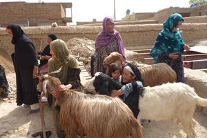 p1240883_2871147_699427