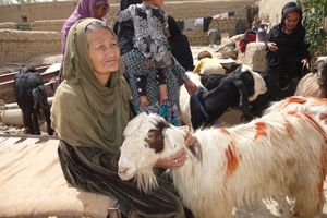 p1240889_2871156_699428