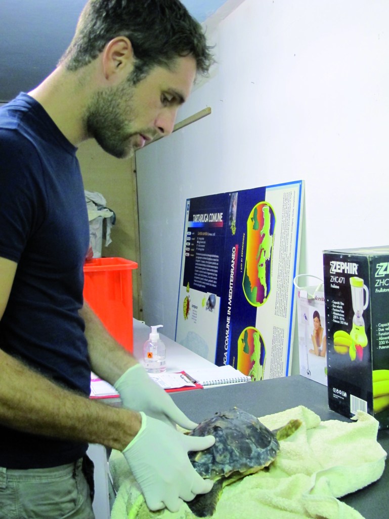 Il veterinario Andrea Dall'Occo mentre cura una delle tartarughe ospite del Centro (ph Romina Gobbo)