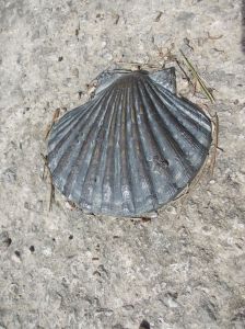 La conchiglia è universalmente riconosciuta come il simbolo del pellegrinaggio