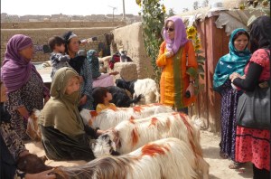 Carla Dazzi alla consegna delle capre alle vedove africane (ph Insieme si può)