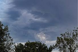 «Non si può morire così per un albero» – «You can’t die like this for a&nbsp;tree»